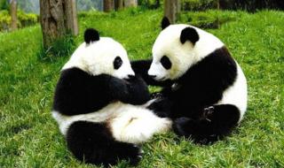 大熊猫生活习性 大熊猫生活习性
